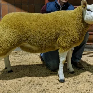 6f0334f4-c460-11ed-8d58-0210609a3fe2-1.webp Texel Sheep for Sale