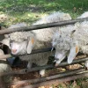 7e4eefe81f2e738f79098ff826d67719-600x600-1.webp Angora goats for sale