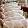 Landrace Pigs for sale