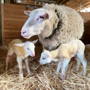 East Friesian Sheep for Sale