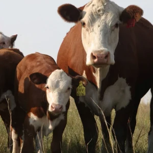 90f952fe3464958cfb00e9e6f60a8f00-1.webp Hereford Cattle for Sale