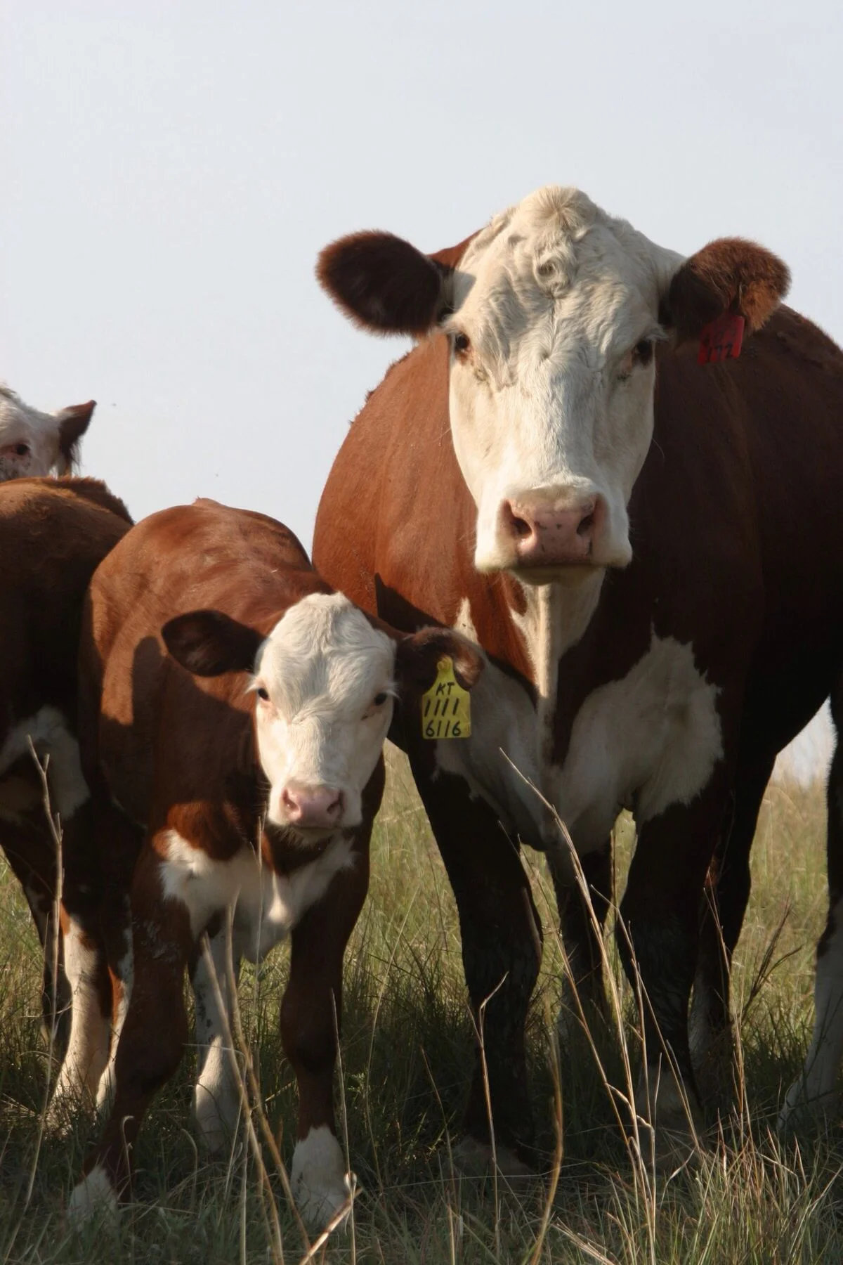 90f952fe3464958cfb00e9e6f60a8f00-1.webp Angus Calves for Sale