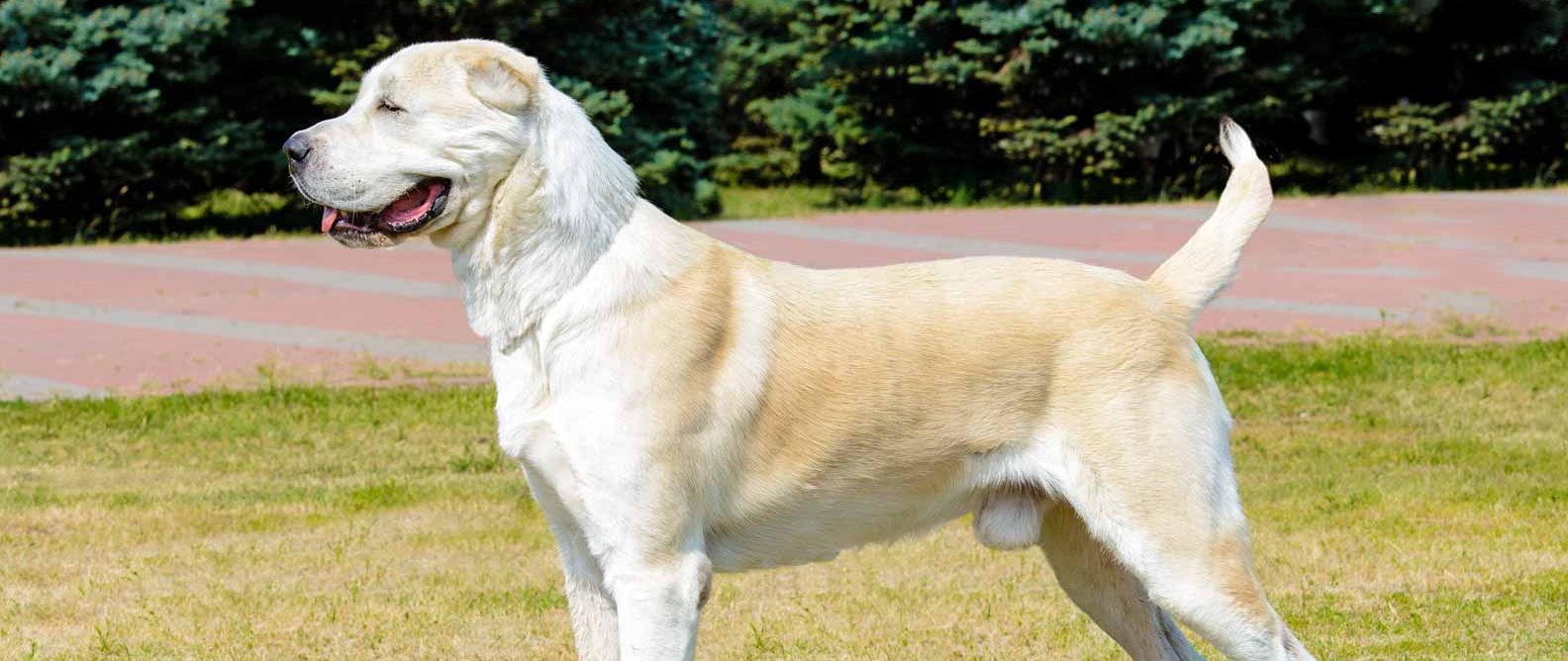 Akbash Adult