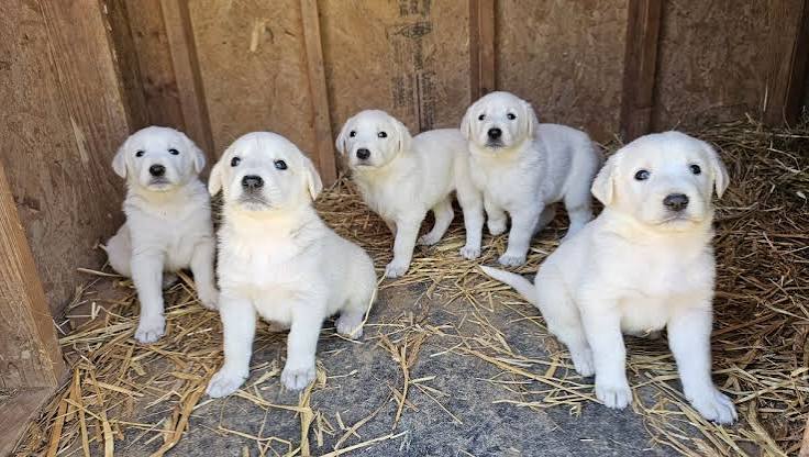 Akbash puppy
