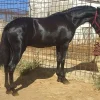 Andalusian Horse Pure Spanish Horses Andalusian Horse | Pure Spanish Horses