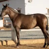 Andalusian Horse Pure Spanish Horses 2 Andalusian Horse | Pure Spanish Horses