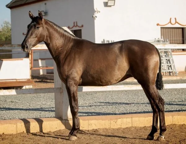 Andalusian Horse Pure Spanish Horses 2 Andalusian Horse | Pure Spanish Horses