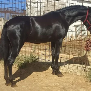 Andalusian Horse | Pure Spanish Horses