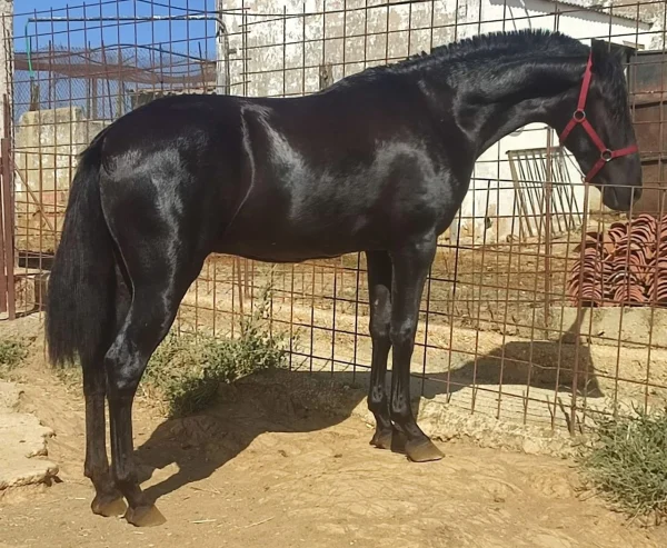 Andalusian Horse Pure Spanish Horses Andalusian Horse | Pure Spanish Horses