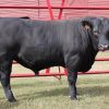 Angus-Cattle-for-Sale-1.jpg Angus cattle grazing on pasture, a popular beef breed for beginner cattle owners