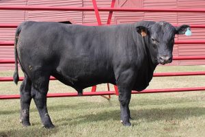 Angus cattle grazing on pasture, a popular beef breed for beginner cattle owners