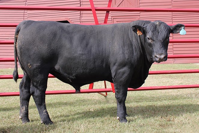 Angus cattle grazing on pasture, a popular beef breed for beginner cattle owners