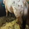 Appaloosa-Horse-for-Sale-1-1.webp Appaloosa Horse for Sale | Purebred Appaloosas