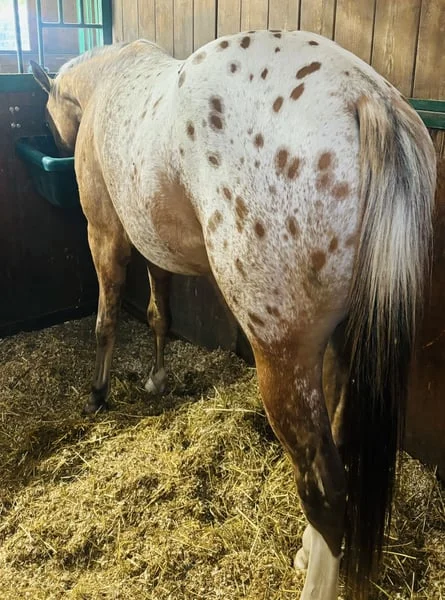 Appaloosa-Horse-for-Sale-1-1.webp Appaloosa Horse for Sale | Purebred Appaloosas
