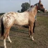 Appaloosa-Horse-for-Sale-2.webp Appaloosa horse standing in a paddock, a hardy and easygoing breed for beginner horse owners
