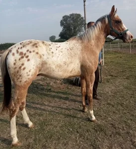Appaloosa horse standing in a paddock, a hardy and easygoing breed for beginner horse owners