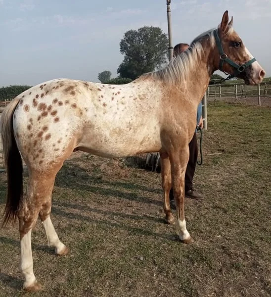 Appaloosa horse standing in a paddock, a hardy and easygoing breed for beginner horse owners