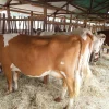 Ayrshire Cows for Sale