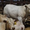 Charolais-cattle-for-sale.jpg Charolais cattle for sale