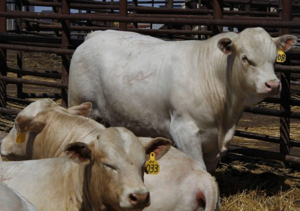 Charolais-cattle-for-sale.jpg Charolais cattle for sale