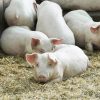 Chester-White-Pigs-for-Sale-1.jpg Chester White Pigs for Sale