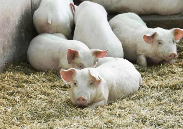 Chester-White-Pigs-for-Sale-1.jpg Chester White Pigs for Sale