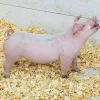 Chester-White-Pigs-for-Sale-In-stock-1.webp Chester White Pigs for Sale