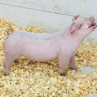 Chester-White-Pigs-for-Sale-In-stock-1.webp Chester White Pigs for Sale