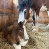 Clydesdale Horses for Sale