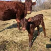 Devon-Cattle-calves-for-Sale-1.webp Devon Cattle for Sale
