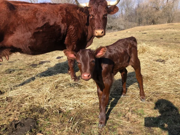 Devon-Cattle-calves-for-Sale-1.webp Devon Cattle for Sale