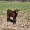 Devon-Cattle-calves-for-Sale.webp Devon Cattle for Sale