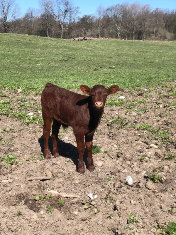 Devon-Cattle-calves-for-Sale.webp Devon Cattle for Sale