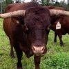 Devon-Cattle-for-Sale.jpg Devon Cattle for Sale