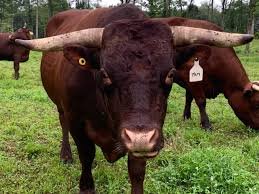 Devon-Cattle-for-Sale.jpg Devon Cattle for Sale