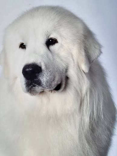 Great Pyrenees adult