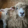 Home-page-2nd-pic-Lincoln-Longwool-Lamb-acres-600x600-1-1.webp Lincoln Sheep for Sale