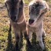 LaMancha-Goats-for-Sale.jpg LaMancha Goats for Sale