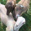 LaMancha-Goats-for-Sale-NOW.jpg LaMancha Goats for Sale