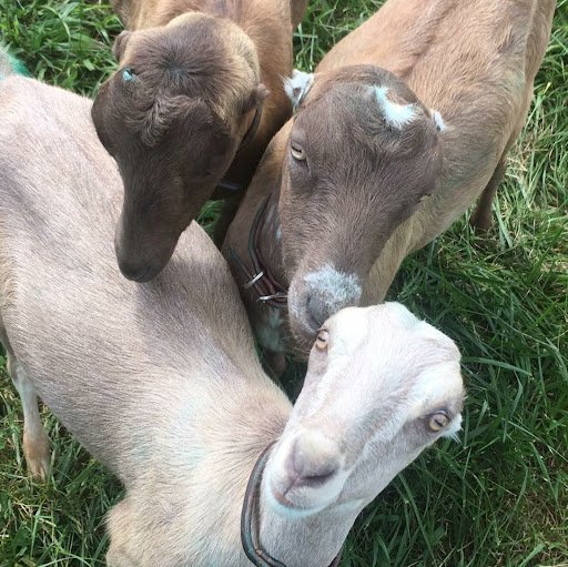 LaMancha-Goats-for-Sale-NOW.jpg LaMancha Goats for Sale