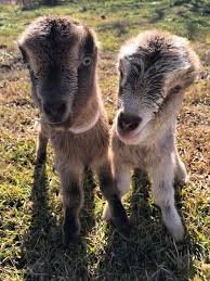 LaMancha-Goats-for-Sale.jpg LaMancha Goats for Sale