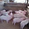 Landrace-Pigs-for-sale-1.webp Limousin Cattle For Sale