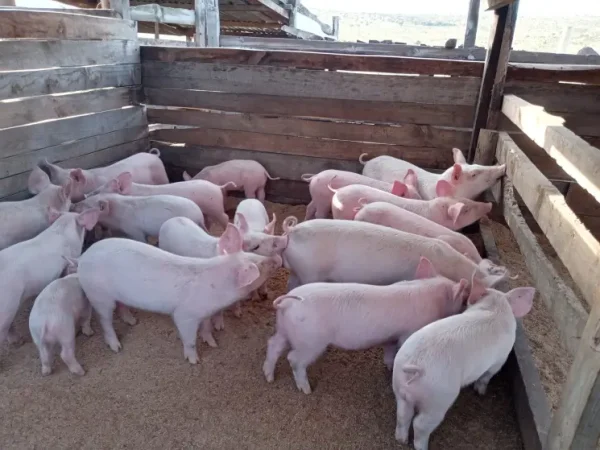 Landrace-Pigs-for-sale-1.webp Limousin Cattle For Sale