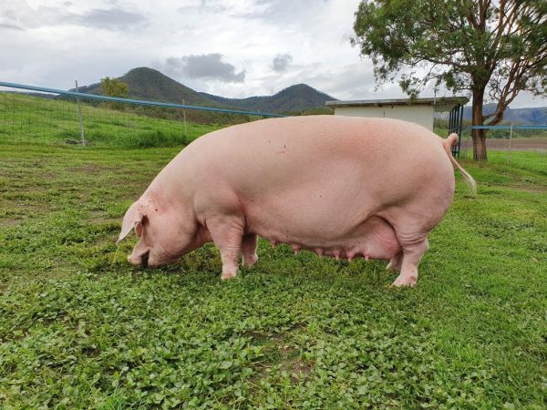 Landrace Pigs for sale