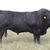 Limousin-Cattle-For-Sale-2.jpg Limousin Cattle For Sale