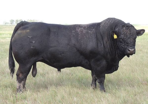 Limousin-Cattle-For-Sale-2.jpg Limousin Cattle For Sale