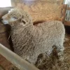 Lincoln_Ram-600x800-1-1.webp Lincoln Sheep for Sale