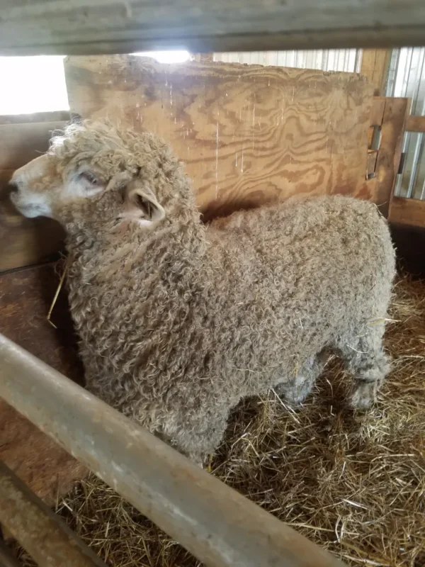 Lincoln_Ram-600x800-1-1.webp Lincoln Sheep for Sale
