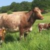 Milking Shorthorn Cattle For Sale