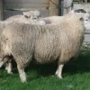 Romney Sheep for Sale